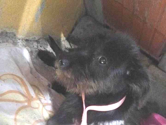 Cachorro cão para adoção Fêmea Pequeno 2 a 6 meses 