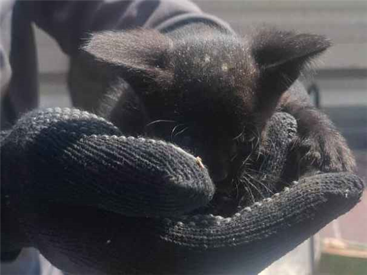 Gato para adoção Ambos Pequeno Abaixo de 2 meses