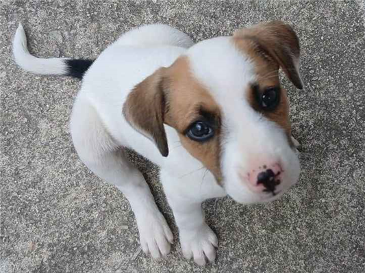 Cachorro cão para adoção Fêmea Médio  Abaixo de 2 meses 