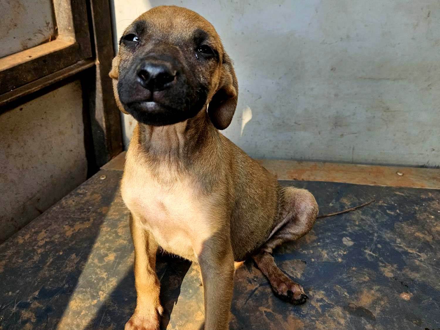 Cao SRD-ViraLata Medio 2-a-6-meses