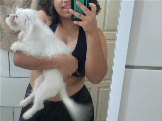 Cachorro cão para adoção Fêmea Médio  2 a 6 meses 