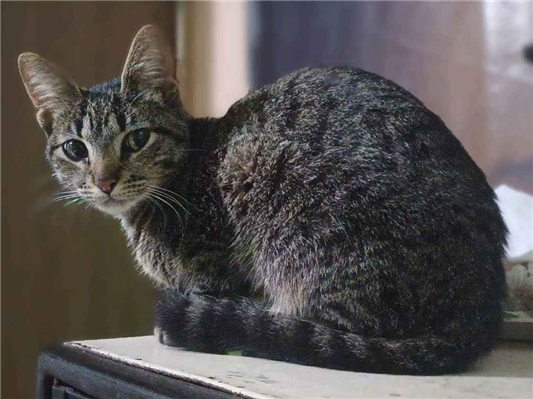 Gato para adoção Fêmea Pequeno 7 a 11 meses