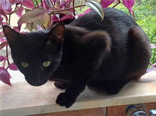 Gato para adoção Macho Pequeno 1 ano