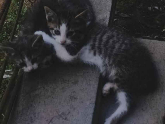 Gato para adoção Fêmea Pequeno Abaixo de 2 meses