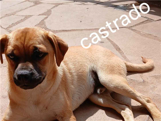 Cachorro cão para adoção Macho Pequeno 7 a 11 meses 