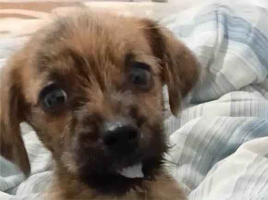 Cachorro cão para adoção Fêmea Médio  2 a 6 meses 