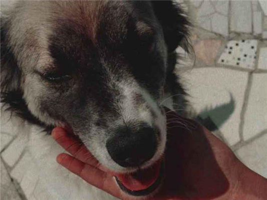 Cachorro cão para adoção Macho Médio  3 anos 