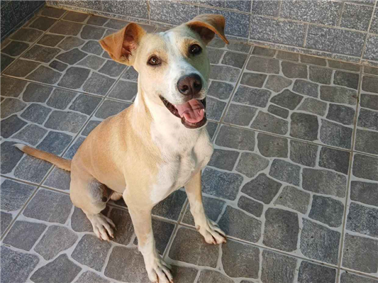 Cachorro cão para adoção Macho Médio  3 anos 