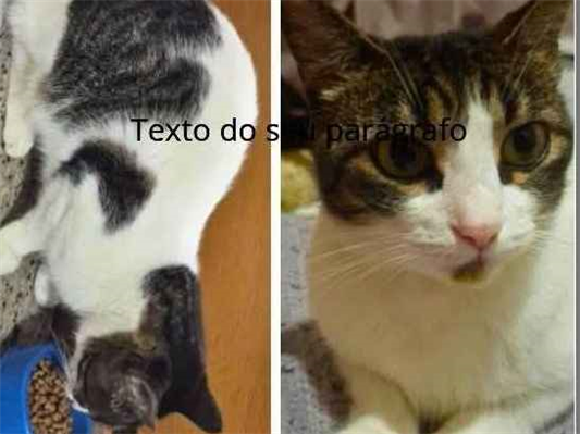 Gato Procura-Perdido Fêmea Grande 2 anos 