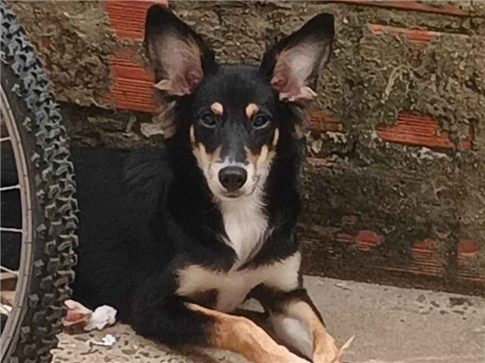 Cachorro cão para adoção Macho Médio  1 ano 