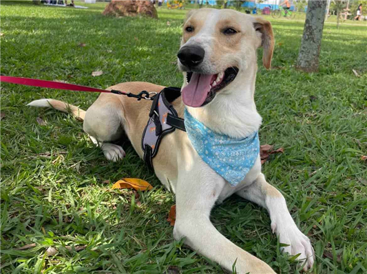 Cachorro cão para adoção Macho Grande 2 anos 
