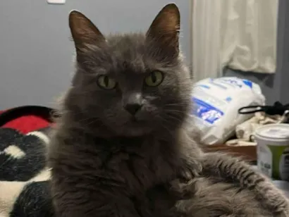 Gato Persa Pequeno 6-anos-Acima