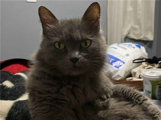 Gato para adoção Fêmea Pequeno 6 anos Acima