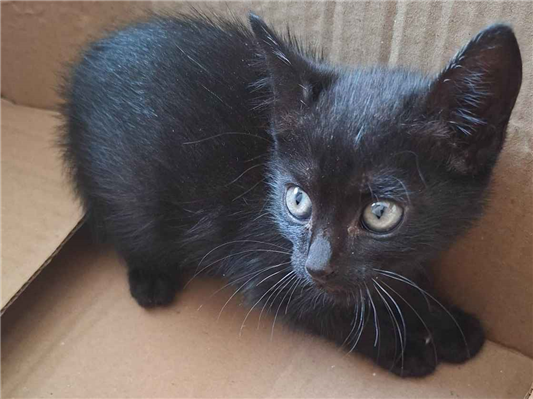Gato para adoção Fêmea Pequeno Abaixo de 2 meses