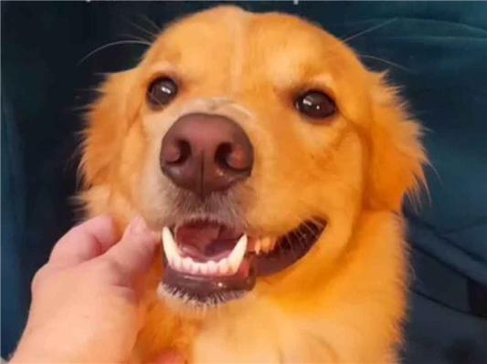 Cachorro cão para adoção Macho Médio  2 anos 