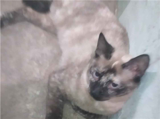 Gato para adoção Fêmea Médio 2 a 6 meses