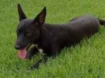 Cachorro cão para adoção Macho Médio  2 anos 