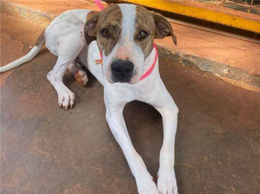 Cachorro cão para adoção Macho Grande 1 ano 