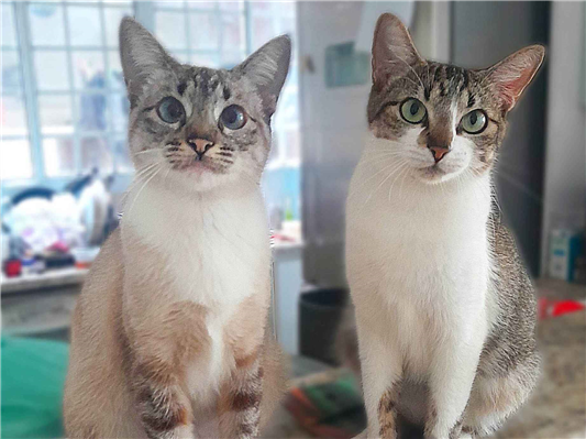 Gato para adoção Fêmea Pequeno 2 anos