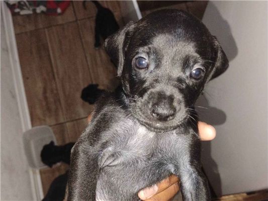 Cachorro cão para adoção Macho Médio  Abaixo de 2 meses 