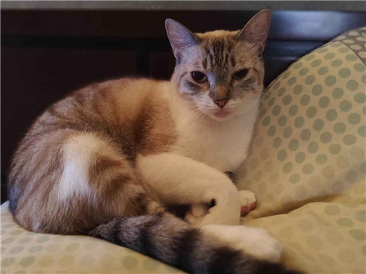 Gato para adoção Fêmea Médio 2 anos