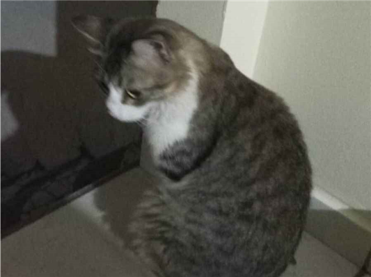 Gato para adoção Macho Grande 2 anos