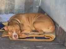 Cachorro cão para adoção Fêmea Médio  7 a 11 meses 