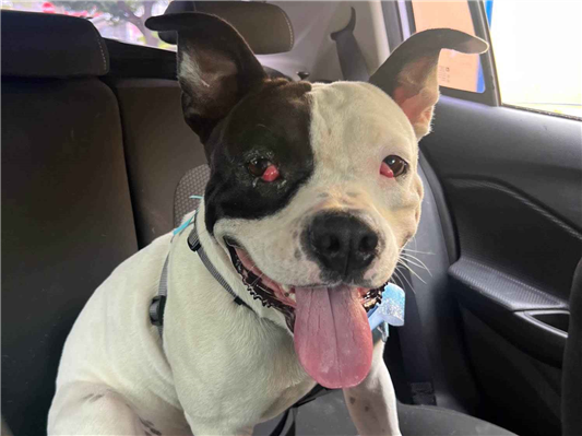 Cachorro cão para adoção Macho Grande 2 anos 