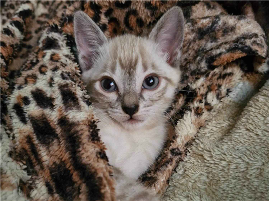 Gato para adoção Fêmea Pequeno 2 a 6 meses