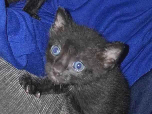 Gato para adoção Macho Pequeno 2 a 6 meses