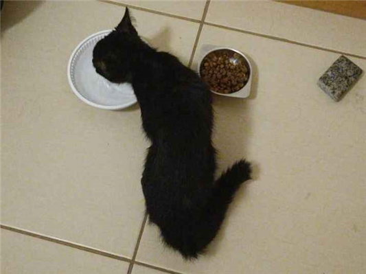 Gato para adoção Fêmea Pequeno 2 a 6 meses