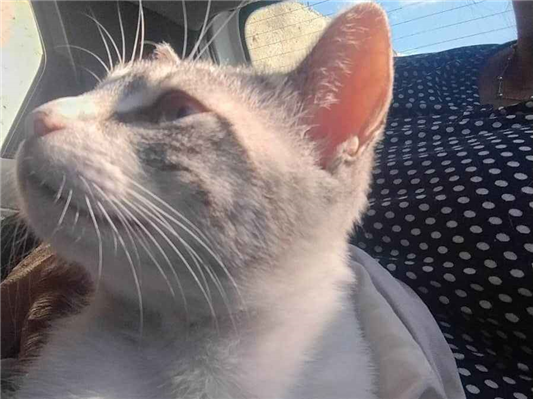 Gato para adoção Macho Médio 1 ano