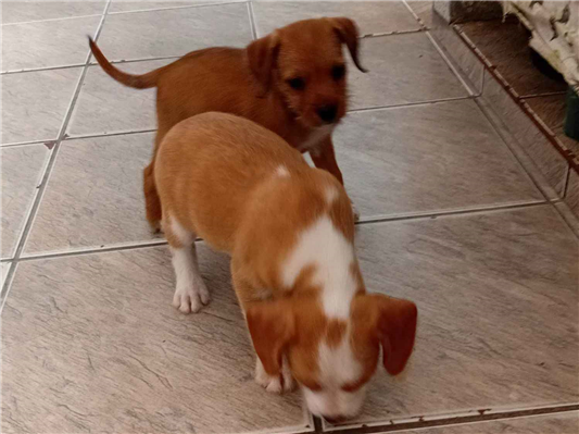 Cachorro cão para adoção Ambos Médio  Abaixo de 2 meses 