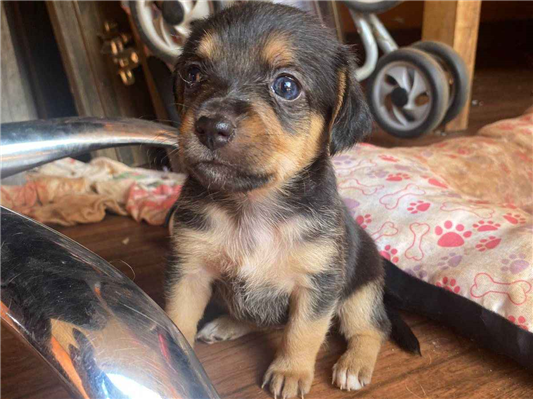 Cachorro cão para adoção Fêmea Pequeno 7 a 11 meses 