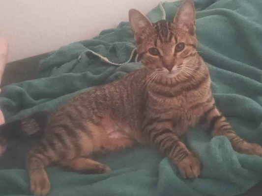 Gato para adoção Fêmea Médio 7 a 11 meses