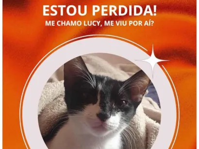 Gato SRD-ViraLata Medio 2-a-6-meses