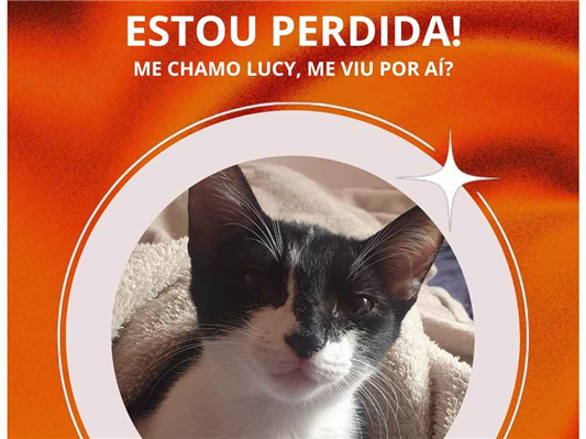 Gato Procura-Perdido Fêmea Médio 2 a 6 meses 