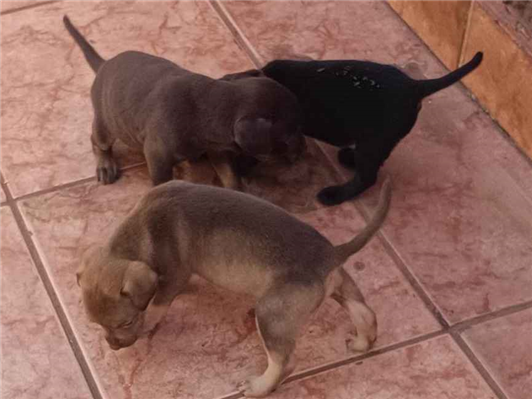 Cachorro cão para adoção Fêmea Médio  Abaixo de 2 meses 
