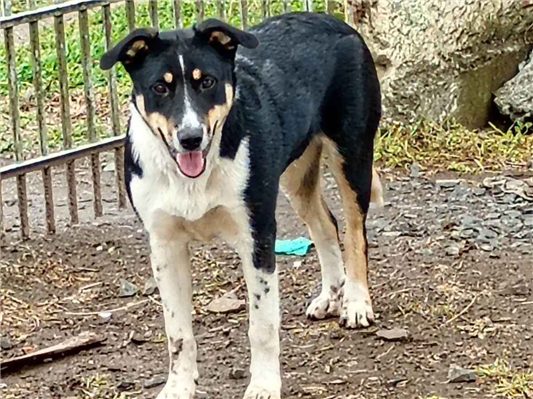 Cachorro cão para adoção Fêmea Médio  2 a 6 meses 