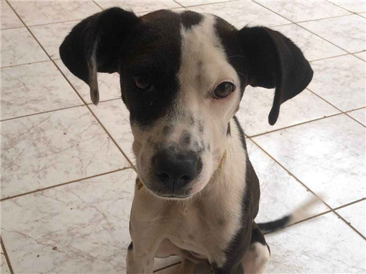 Cachorro cão para adoção Fêmea Médio  2 a 6 meses 