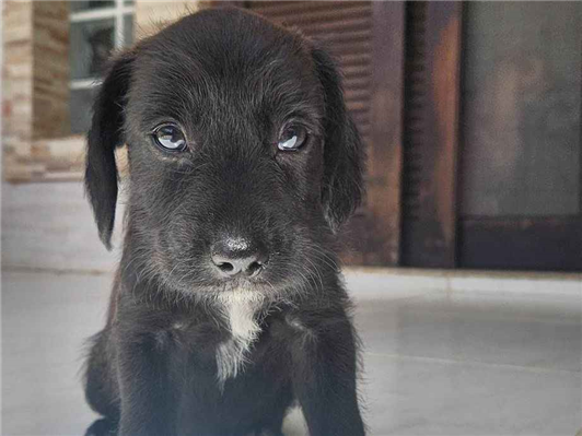 Cachorro cão para adoção Macho Pequeno Abaixo de 2 meses 