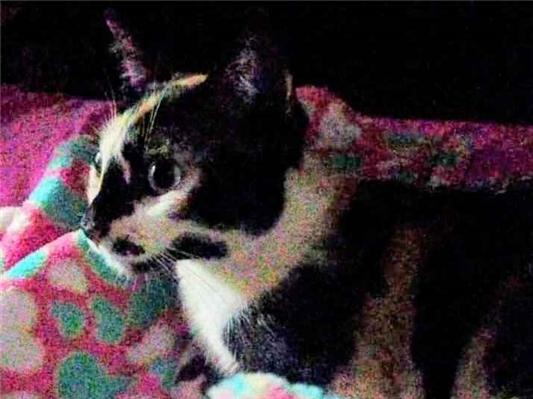 Gato Procura-Perdido Fêmea Médio 1 ano 