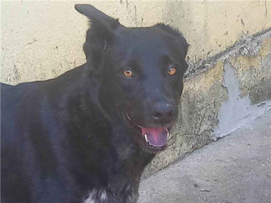 Cachorro cão para adoção Fêmea Grande 6 anos Acima 