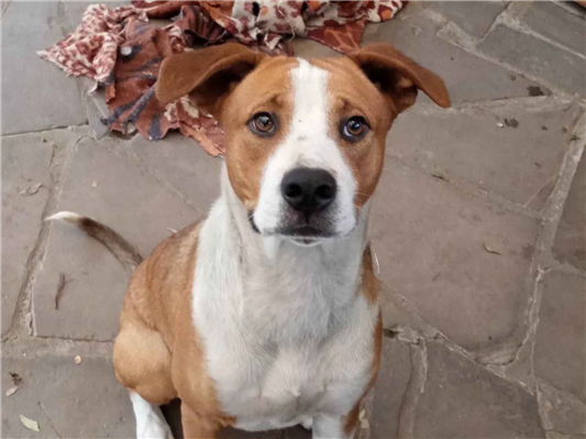 Cachorro cão para adoção Macho Grande 1 ano 