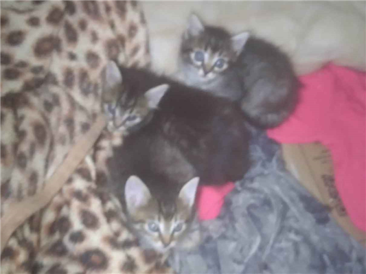 Gato para adoção Ambos Pequeno 2 a 6 meses
