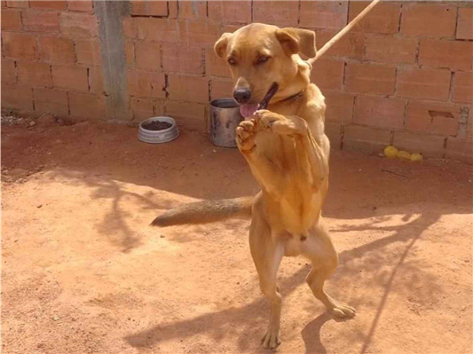 Cachorro cão para adoção Macho Médio  7 a 11 meses 