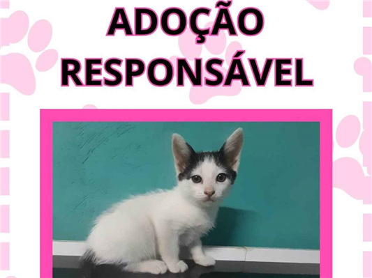 Gato para adoção Macho Pequeno 2 a 6 meses