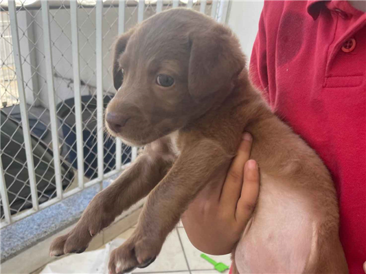 Cachorro cão para adoção Fêmea Pequeno 2 a 6 meses 