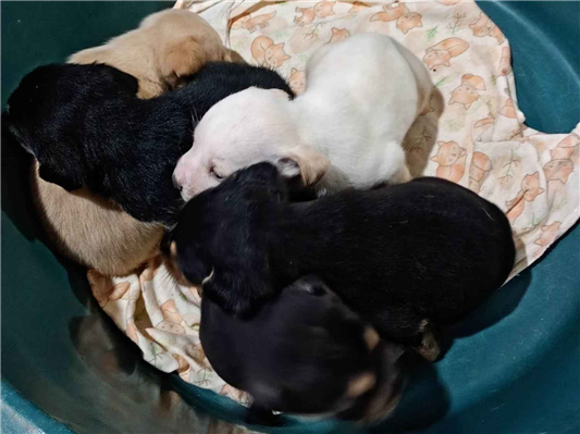Cachorro cão para adoção Macho Médio  Abaixo de 2 meses 