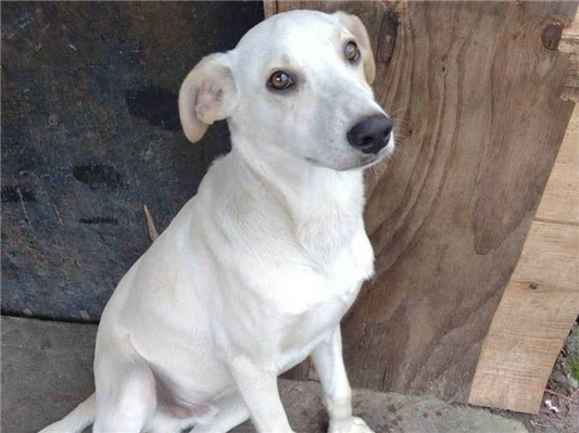 Cachorro cão para adoção Macho Pequeno 7 a 11 meses 